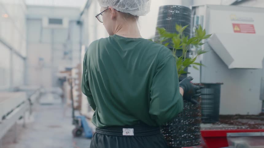 Workers pot a series of plants