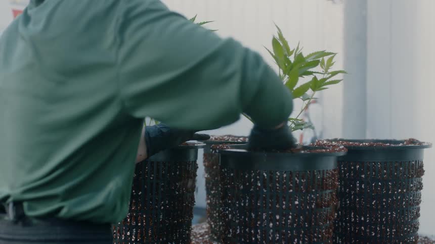 A person plantsa plant in a pot