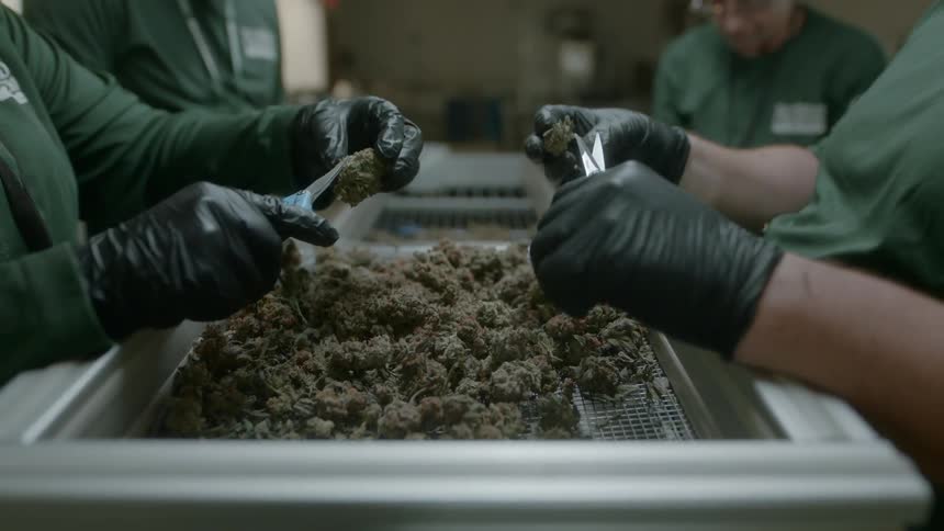 Workers wearing latex gloves snip and cut medical marijuana buds