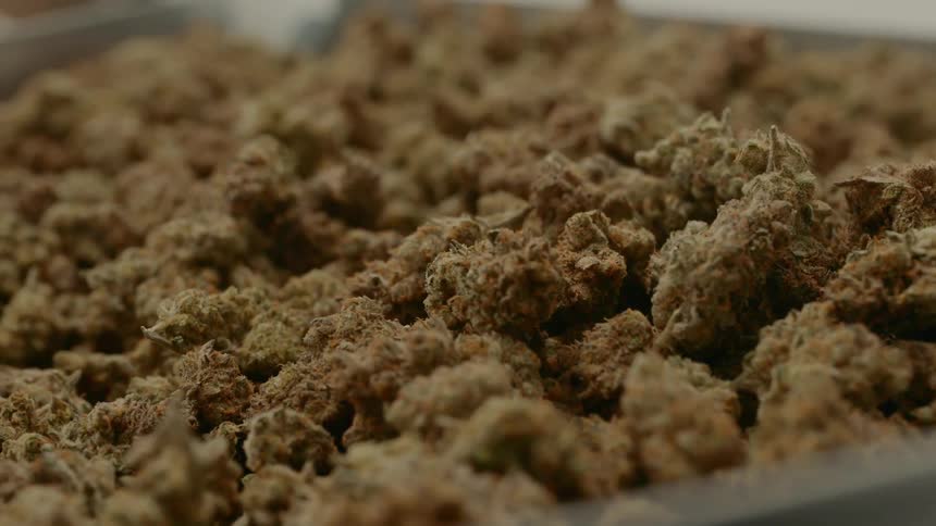 Close up of many dry cannabis buds