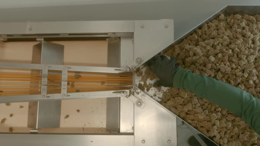 A man pushes cannabis on to a conveyor belt