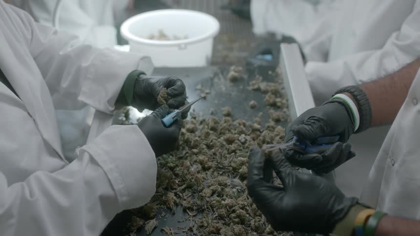 Workers use scissors to trim dried marijuana buds