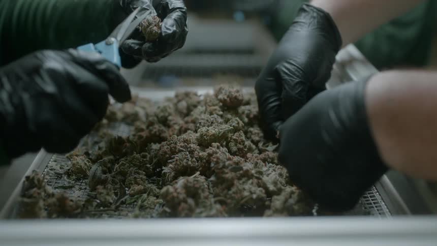 Two workers prune leaves from vegetables in a tray