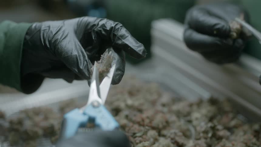 People with black disposable gloves using scissors to cut leaves off of marijuana buds