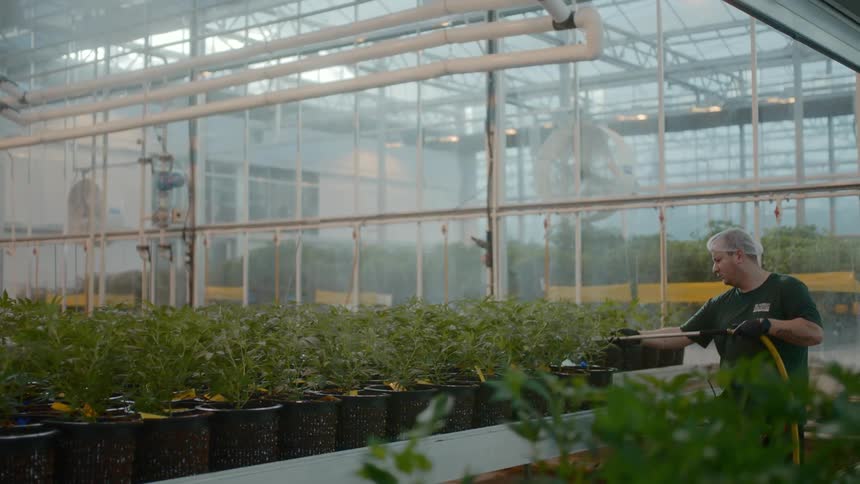 A man uses a hose to water plants inside a large greenhouse