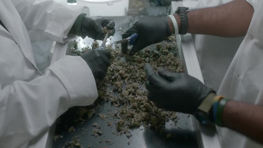 Factory workers snip cannabis