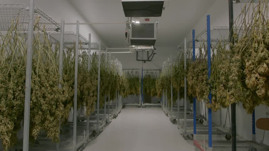 Plants hanging in a factory
