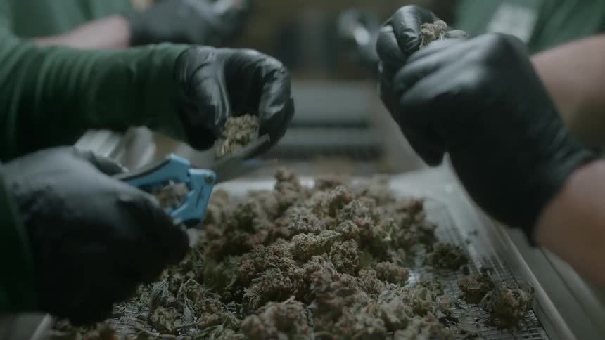 Close up of buds being hand trimmed from a cannabis plant
