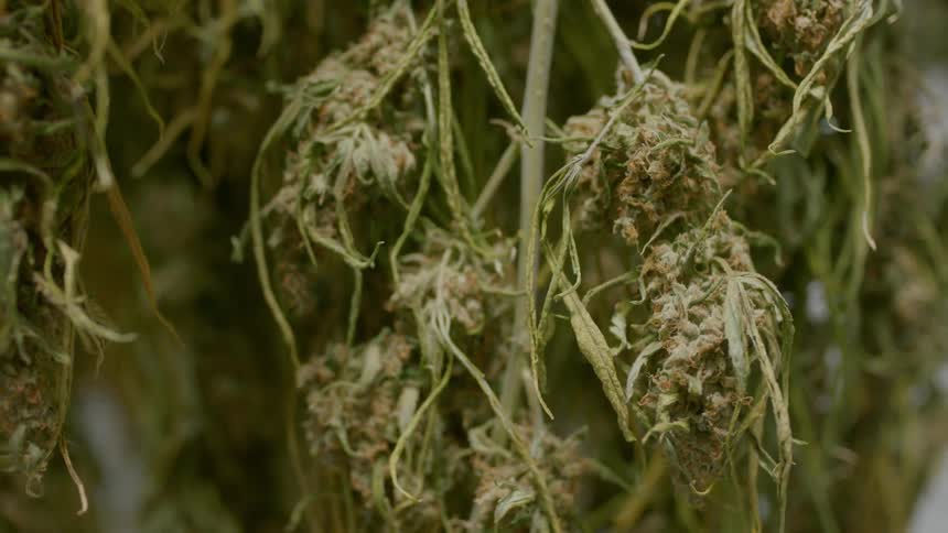 Cannabis growing on a plant
