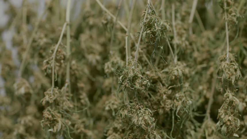 Dried greenery sits on the land