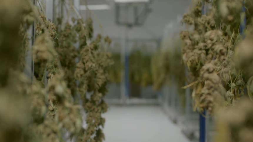Shriveled up plants in a growing room