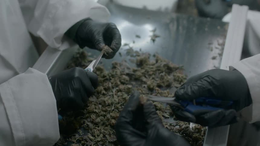 Workers wearing lab coats and latex gloves use scissors to snip medical marijuana buds