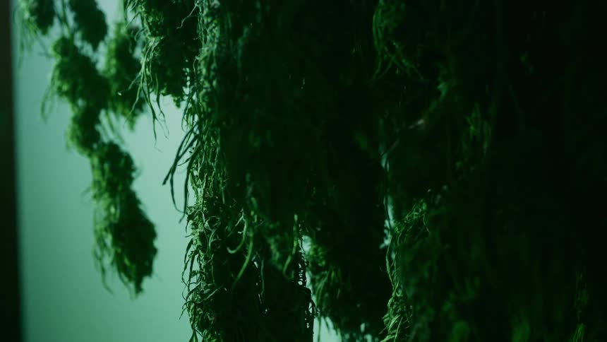 A plant with a whiteboard in the background