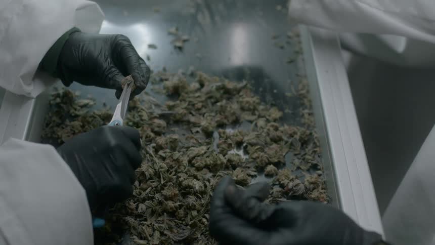 Workers using clippers on an herb while working in a factory