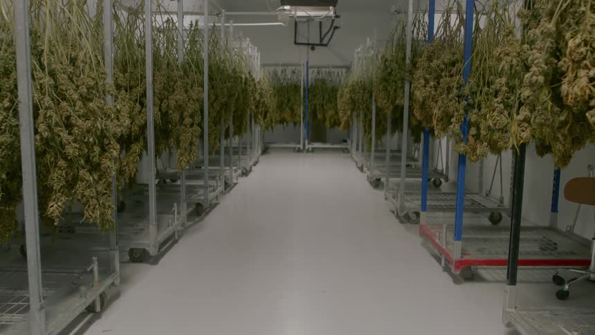 Drying racks of plants lined up in rows