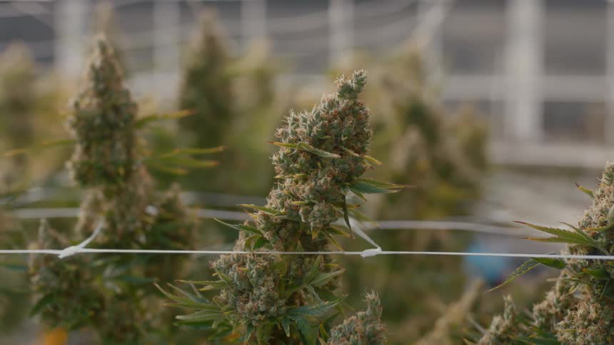 Plants growing in a factory