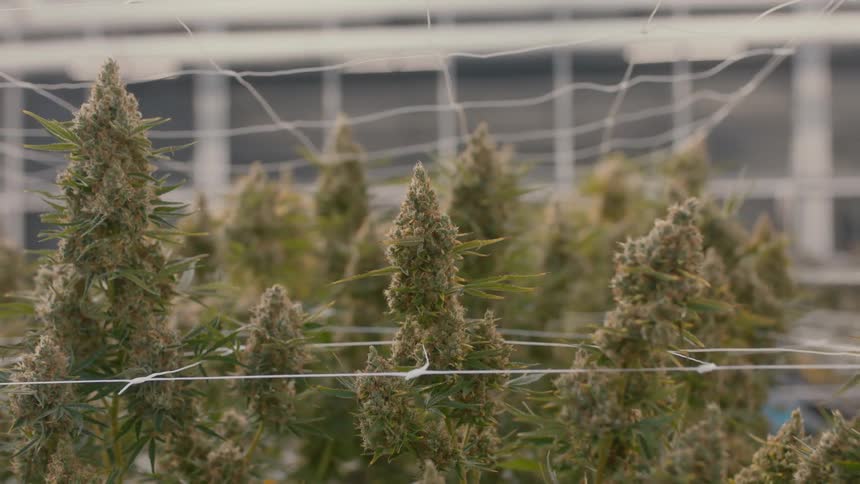 Marijuana buds are seperated for drying