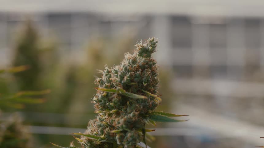 The tip of a trimmed marijuana bud
