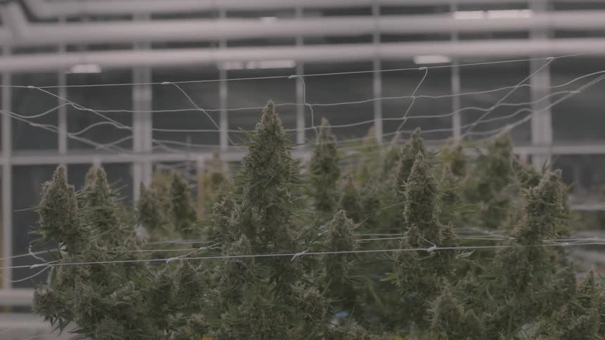 Green plants surrounded by wires