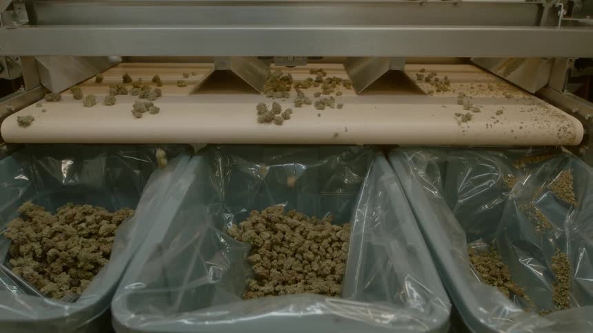 Product moving down a conveyor belt and into bags at the end of the machine