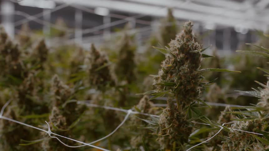 Cannabis growing along twine in a large warehouse
