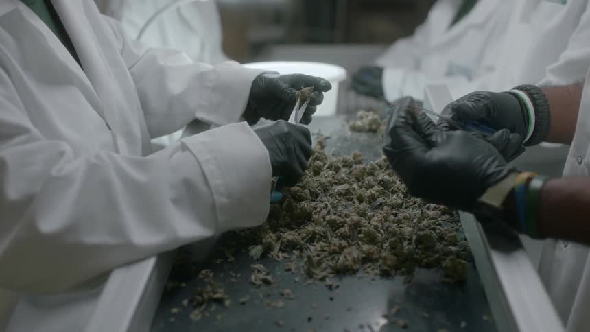 Workers wearing latex gloves and lab coats snip and cut medical marijuana buds