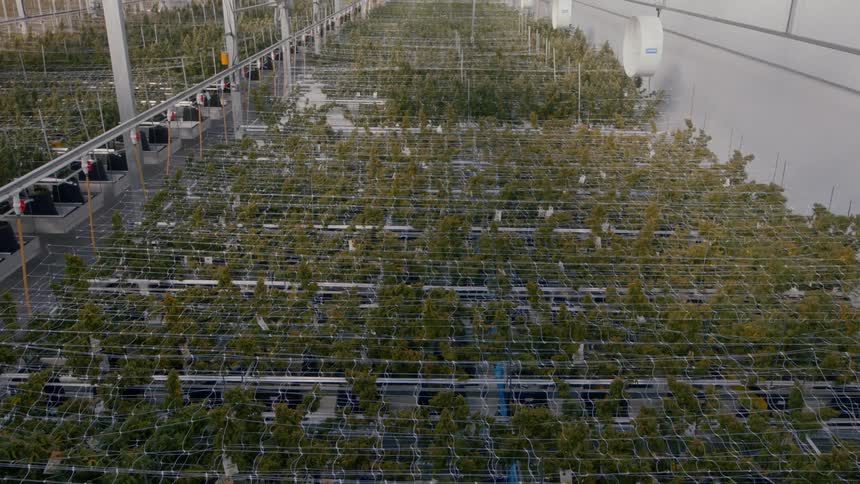 Plants growing inside a green house