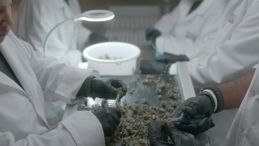 People clipping herbs in a factory