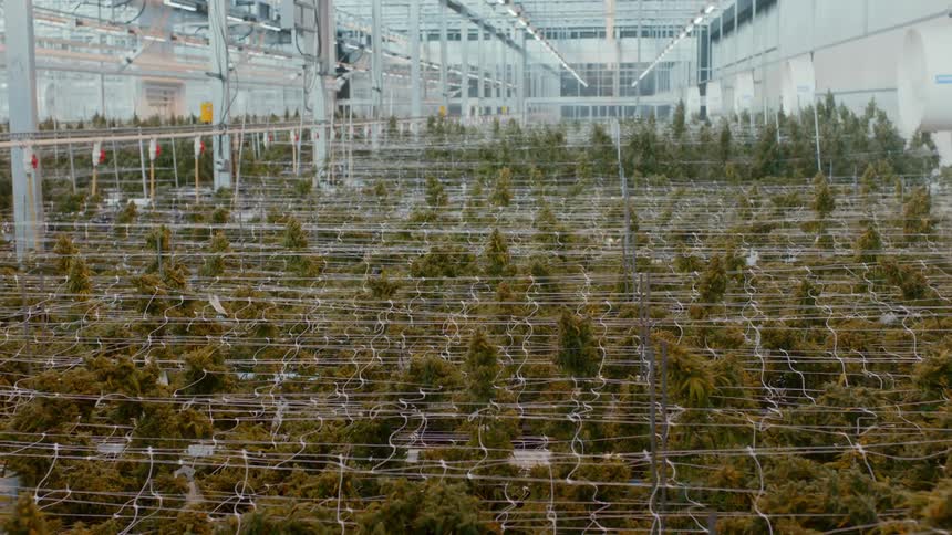 Plants growing in a greenhouse
