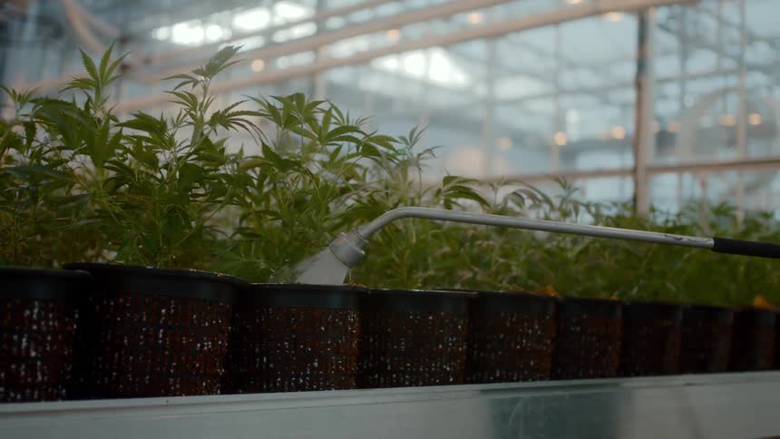 A person waters immature marijuana plants growing in rows of small black and white speckled pots