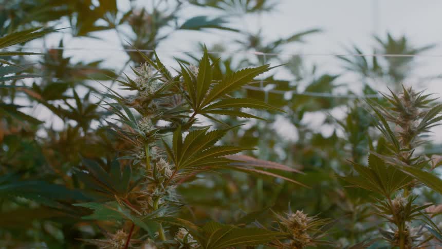 Plants swaying in the wind with the sky in the background