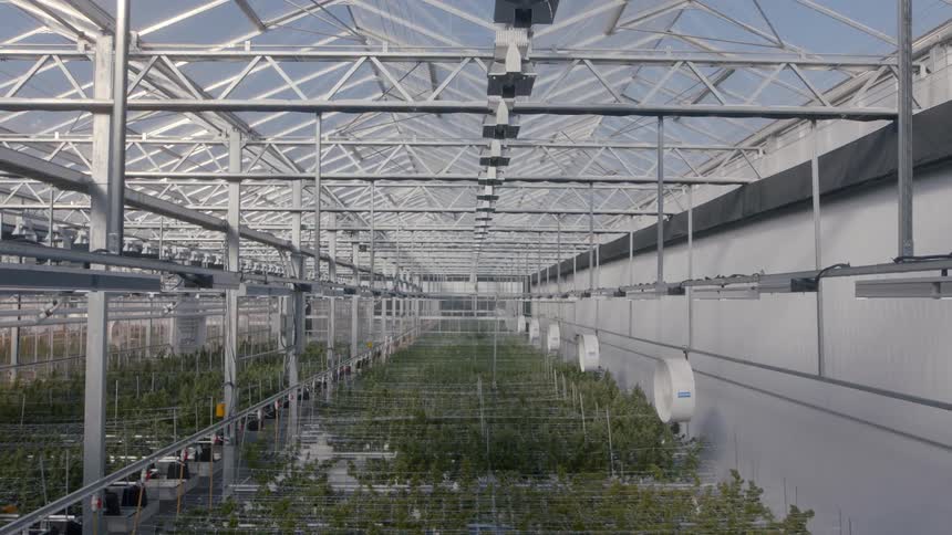 Greenery grows in the greenhouse