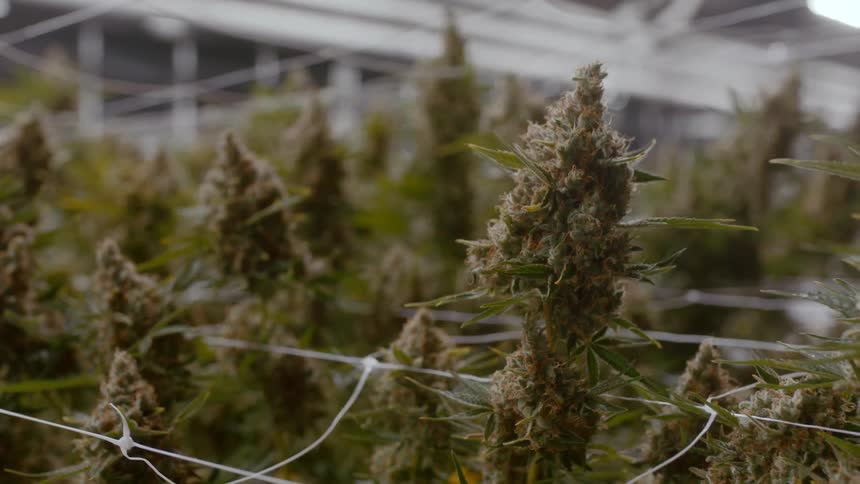 Cannabis in a factory