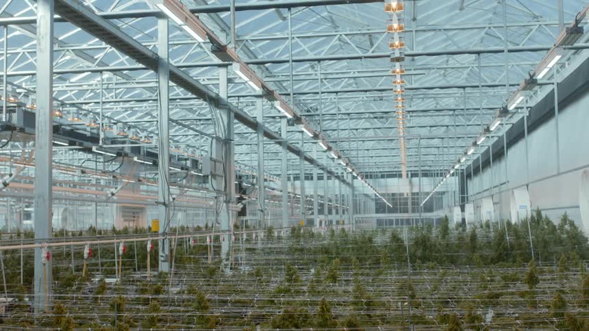 Rows of marijuana grow in a large greenhouse