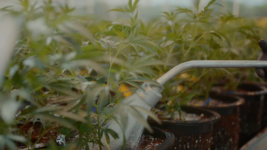 Marijuana plants in a large grow operation get watered