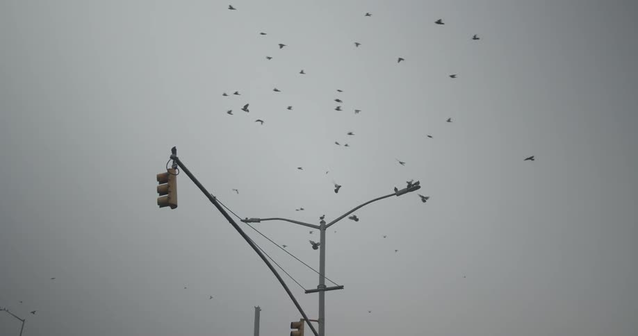 Birds flock over street and traffic lights