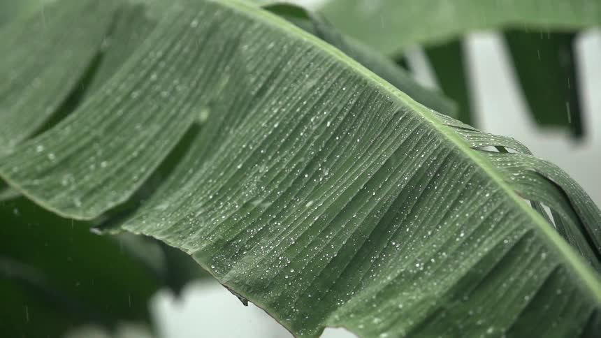Rain falling on a leaf