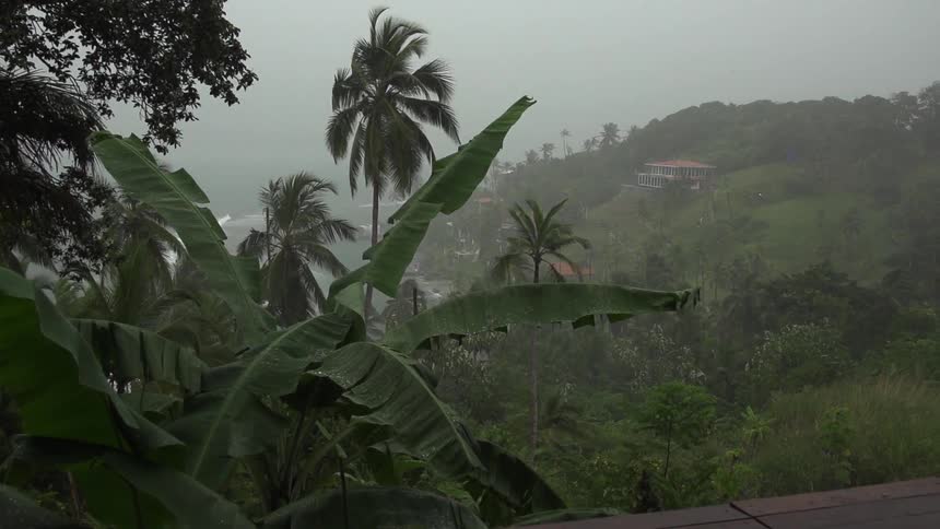 A misty tropical hillside
