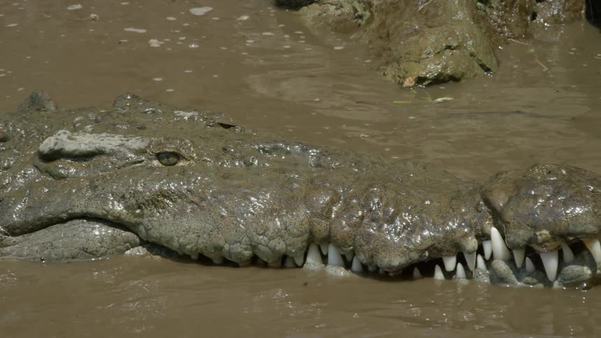 An alligator sleeps in murky water
