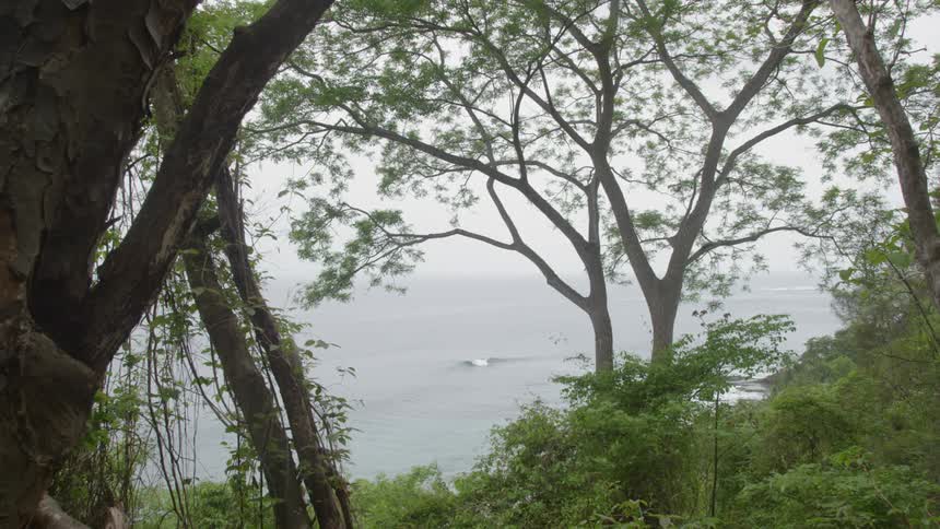 Trees and plants are along the ocean coast line