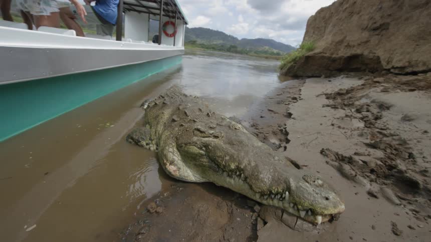 A close up view of an alligator on the wild