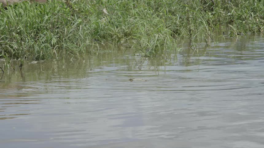 A crocodile is partially hidden under river water