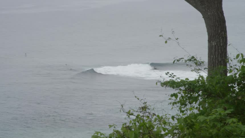 The tree hangs over the coast line