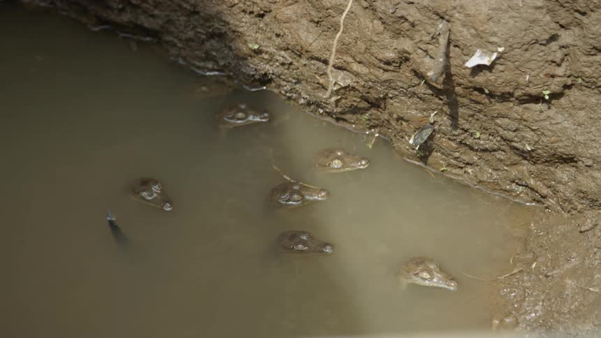 Baby crocodiles float in water