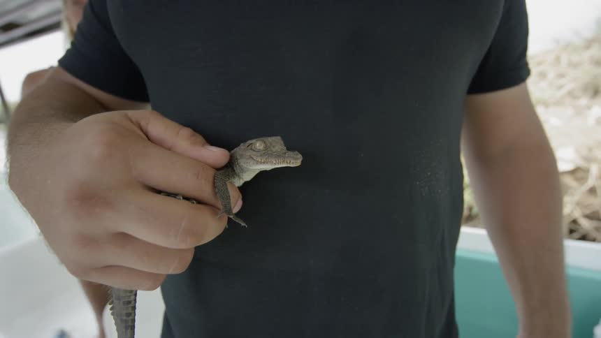 A man holds a baby alligator