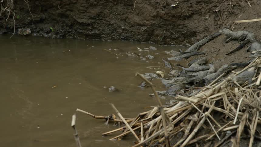 Baby alligators scamper into a muddy body of water