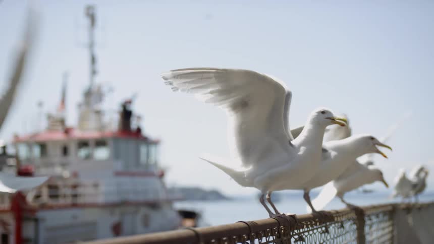 Seabirds hover on railing near people sitting on benches at shoreside