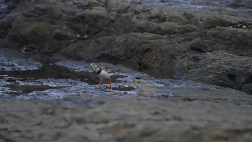 Bird walks across damp ground between puddles