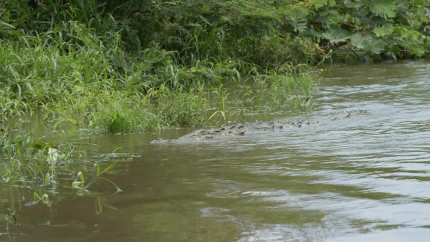 A crocodile moves through muddy water towards shore