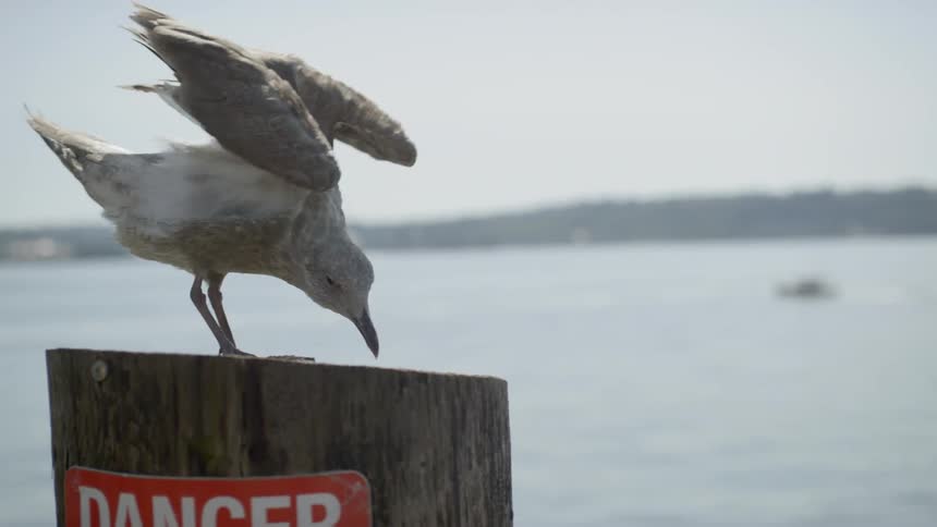 A bird is on a wooden pole outdoors